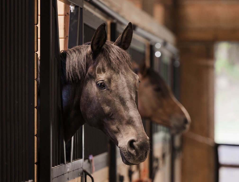 Two horses looking out from their stalls