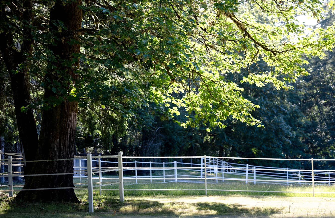 Dappled sunlight falls through tree branches over a white rail fence