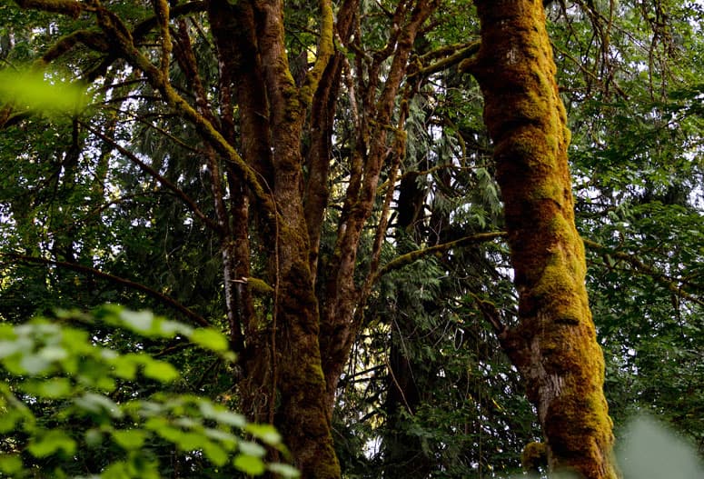 Moss-covered tree trunks in a shaded forest