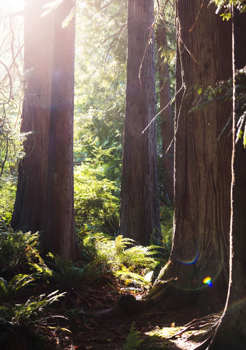 Sunlight filters through tall cedar trunks and ferns in the forest